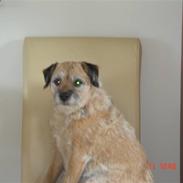 Border terrier Tikki - Savnet :'( <3