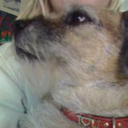 Border terrier Tikki - Savnet :'( <3