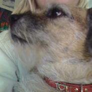 Border terrier Tikki - Savnet :'(  <3