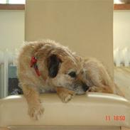 Border terrier Tikki - Savnet :'( <3