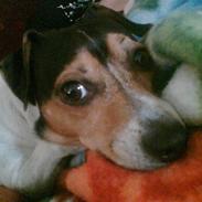 Dansk svensk gaardhund bølle