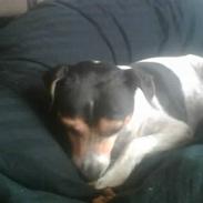 Dansk svensk gaardhund bølle