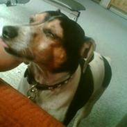 Dansk svensk gaardhund bølle