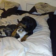 Rottweiler Ty