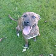 Blanding af racer Chili