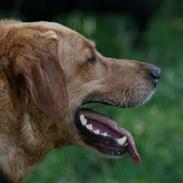 Blanding af racer simba