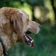 Blanding af racer simba