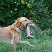 Blanding af racer simba