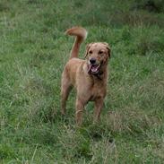 Blanding af racer simba