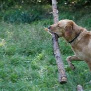 Blanding af racer simba