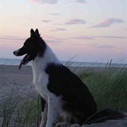 Border collie Nellie
