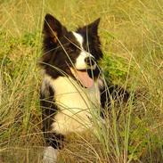 Border collie Nellie