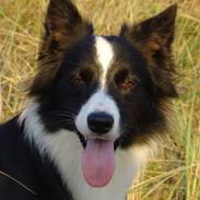 Border collie Nellie