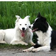 Border collie Nellie