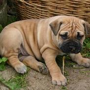Boerboel Thor Olympia