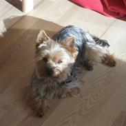Yorkshire terrier Monty