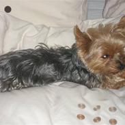 Yorkshire terrier Monty