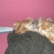 Yorkshire terrier Monty