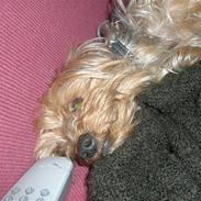 Yorkshire terrier Monty