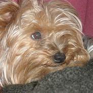 Yorkshire terrier Monty