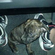Amerikansk staffordshire terrier Malou R.I.P