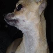 Chihuahua Rockey
