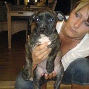 Amerikansk staffordshire terrier Malou R.I.P
