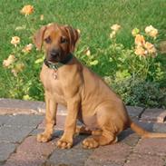 Rhodesian ridgeback Hazinas 4th Ajabu - Gaius