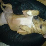 Amerikansk staffordshire terrier malou