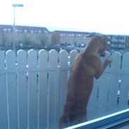 Amerikansk staffordshire terrier malou