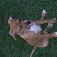 Amerikansk staffordshire terrier malou