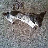 Blanding af racer » .. sille