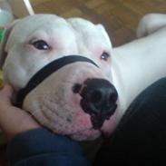 Blanding af racer Sylvester R.I.P-2007.