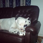 Blanding af racer Sylvester R.I.P-2007.