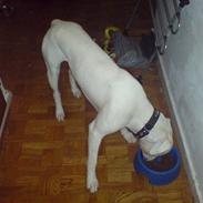 Blanding af racer Sylvester R.I.P-2007.