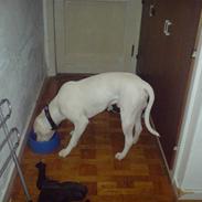 Blanding af racer Sylvester R.I.P-2007.