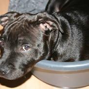 Staffordshire bull terrier Spike