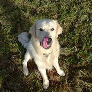 Golden retriever ENZO