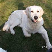 Golden retriever ENZO