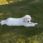 Golden retriever ENZO