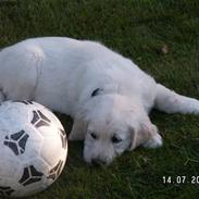 Golden retriever ENZO