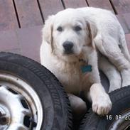 Golden retriever ENZO