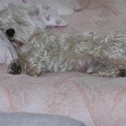 West highland white terrier Vigtor