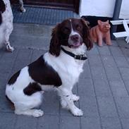 Engelsk springer spaniel Frida
