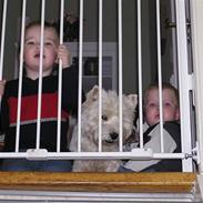 West highland white terrier Vigtor