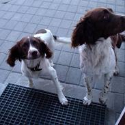 Engelsk springer spaniel Frida