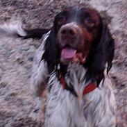 Engelsk springer spaniel Frida