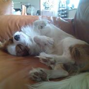 Cavalier king charles spaniel Vaks