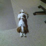 Cavalier king charles spaniel Vaks