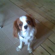 Cavalier king charles spaniel Vaks